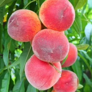 Sweet Peach Tree - 2-3 Ft Tall Peach Tree in 3 Gallon Pot