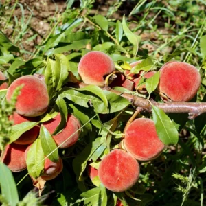 Sweet Peach Tree - 2-3 Ft Tall Peach Tree in 3 Gallon Pot