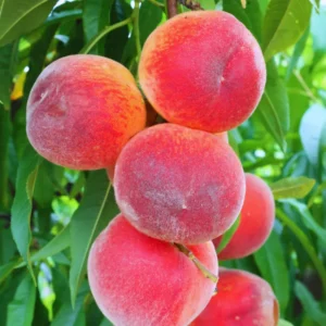 Sweet Peach Tree Live Plant - 3 Gallon Fruit Tree 2-3 Ft Tall