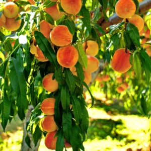 Sweet Peach Tree Live Plant - 3 Gallon Fruit Tree 2-3 Ft Tall