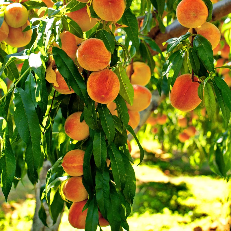 Sweet Peach Tree Live Plant - 3 Gallon Fruit Tree 2-3 Ft Tall