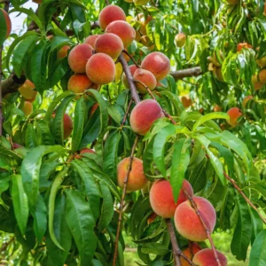 Sweet Peach Tree Live Plant - 3 Gallon Fruit Tree 2-3 Ft Tall