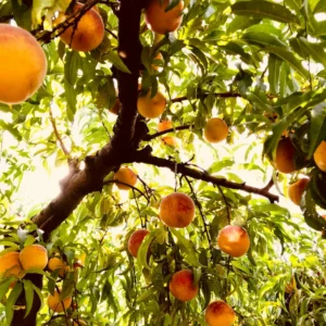 Sweet Peach Tree Live Plant - 3 Gallon Fruit Tree 2-3 Ft Tall