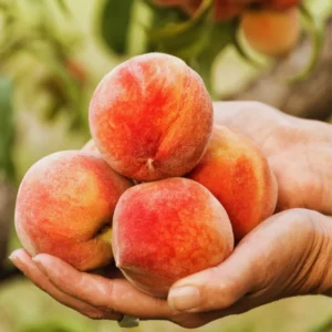 Sweet Peach Tree Live Plant - 3 Gallon Fruit Tree 2-3 Ft Tall