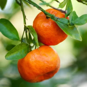 Sweet Tangerine Citrus Fruit Seeds - Grow Delicious Tangerines