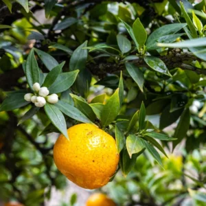 Sweet Tangerine Citrus Fruit Seeds - Grow Delicious Tangerines