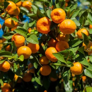 Sweet Tangerine Citrus Fruit Seeds - Grow Delicious Tangerines