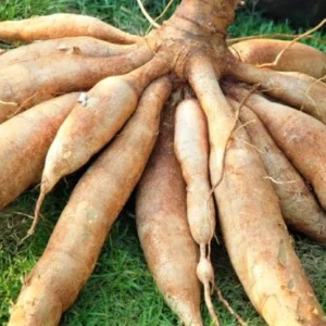 Sweet Yuca Cassava Cuttings - Manihot Cassava - 4 Count - Root Vegetable