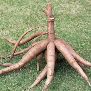 Sweet Yuca Cassava Cuttings - Manihot Cassava - 4 Count - Root Vegetable