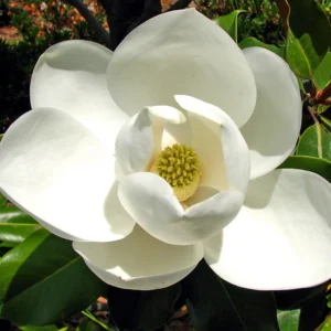 Sweetbay Magnolia Plant Live - 8-11 Inch Magnolia Tree for Gardening