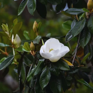 Sweetbay Magnolia Plant Live - 8-11 Inch Magnolia Tree for Gardening