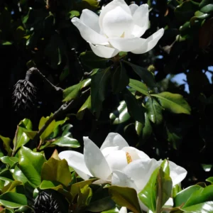 Sweetbay Magnolia Plant Live - 8-11 Inch Magnolia Tree for Gardening