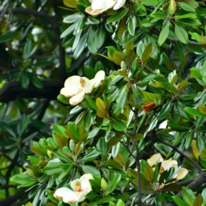 Sweetbay Magnolia Plant Live - 8-11 Inch Magnolia Tree for Gardening