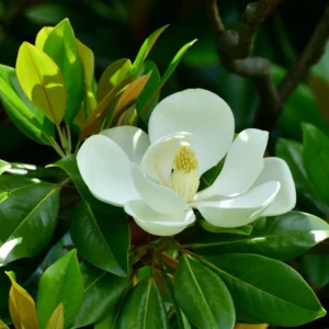 Sweetbay Magnolia Tree Live Plant - Tropical Shrub 8-12 Inches
