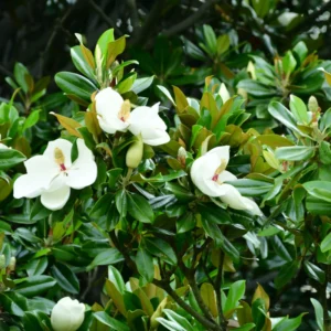 Sweetbay Magnolia Tree Live Plant - Tropical Shrub 8-12 Inches