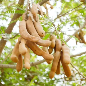 Tamarind Tree 3 Gallon Live Plant - 4-5 Feet Tall - Tropical Fruit Tree