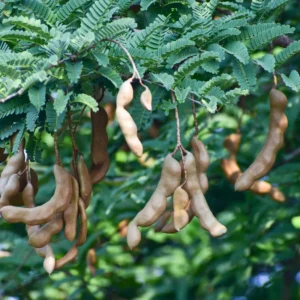 Tamarind Tree 3 Gallon Live Plant - 4-5 Feet Tall - Tropical Fruit Tree