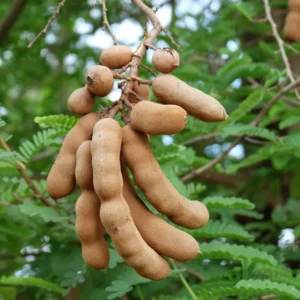 Tamarind Tree 3 Gallon Live Plant - 4-5 Feet Tall - Tropical Fruit Tree
