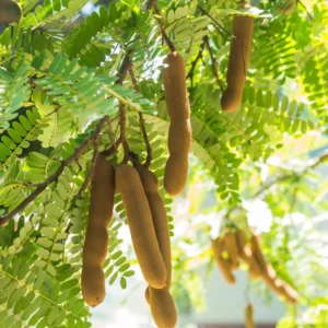 Tamarind Tree 3 Gallon Live Plant - 4-5 Feet Tall - Tropical Fruit Tree