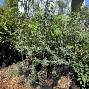 Tamarind Tree 3 Gallon Live Plant - 4-5 Feet Tall - Tropical Fruit Tree