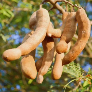 Tamarind Tree Live Plant - Fruit Tree - 3 Gallon Pot