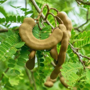 Tamarind Tree Live Plant - Fruit Tree - 3 Gallon Pot