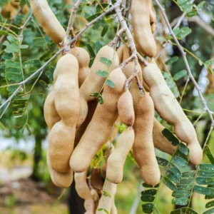 Tamarind Tree Live Plant - Fruit Tree - 3 Gallon Pot