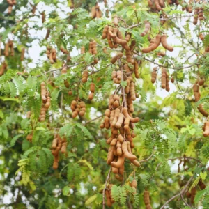 Tamarind Tree Live Plant - Fruit Tree - 3 Gallon Pot