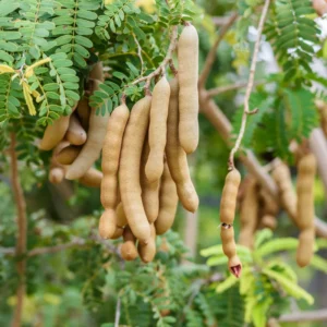 Tamarind Tree Live Plant - Fruit Tree - 3 Gallon Pot