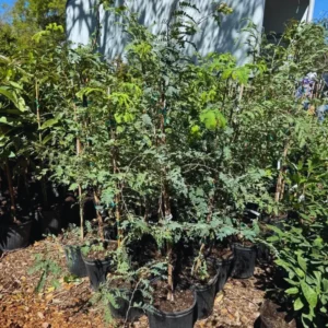 Tamarind Tree Live Plant - Fruit Tree - 3 Gallon Pot