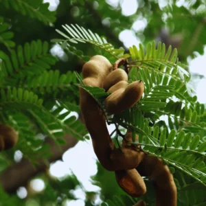 Tamarind Tree Plant Live, 3 Gallon Pot, Outdoor Fruit Tree - No CA Shipping