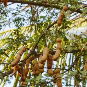 Tamarind Tree Plant Live, 3 Gallon Pot, Outdoor Fruit Tree - No CA Shipping