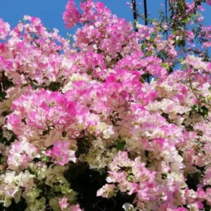 Trailing Bougainvillea Plants - Set of 2 Live Flowering Vines 5-10 Inch