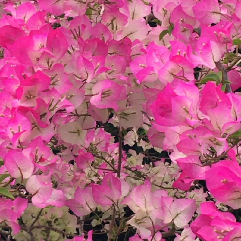 Trailing Bougainvillea Plants - Set of 2 Live Flowering Vines 5-10 Inch