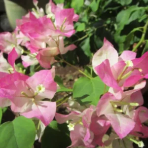 Trailing Bougainvillea Plants - Set of 2 Live Flowering Vines 5-10 Inch