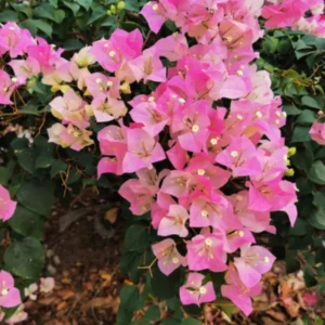 Trailing Bougainvillea Plants - Set of 2 Live Flowering Vines 5-10 Inch