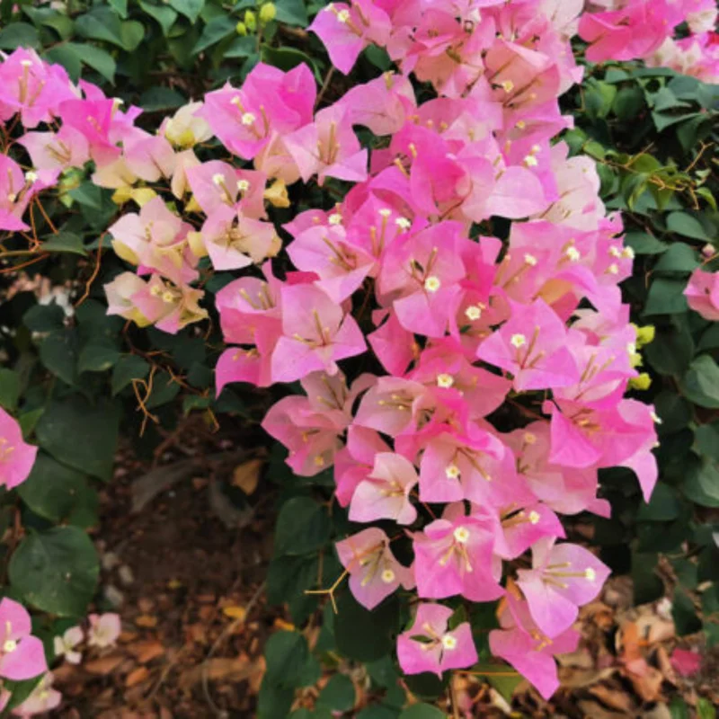 Trailing Bougainvillea Plants - Set of 2 Live Flowering Vines 5-10 Inch