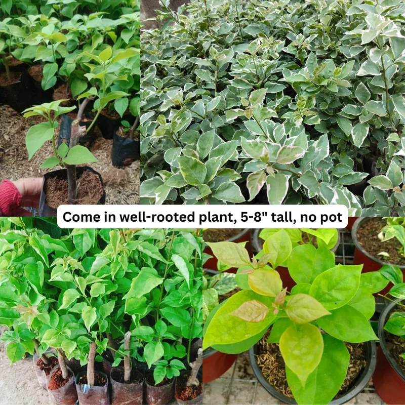 Trailing Bougainvillea Plants - Set of 2 Live Flowering Vines 5-10 Inch