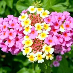 Trailing Lantana Live Plants - 3 Pack Pink Flowers for Outdoors