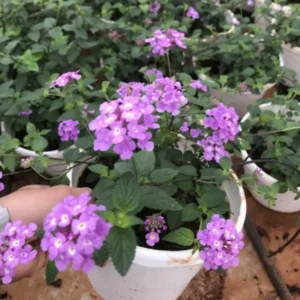 Trailing Lantana Plants - 3 Live Purple Plants - 5-7 Inch - Outdoor Flower Gardening