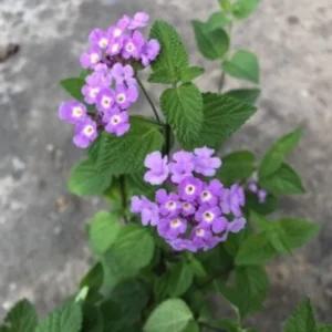 Trailing Lantana Plants - 3 Live Purple Plants - 5-7 Inch - Outdoor Flower Gardening