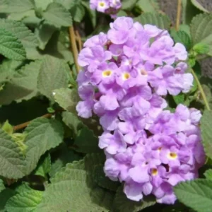 Trailing Lantana Plants - 3 Live Purple Plants - 5-7 Inch - Outdoor Flower Gardening