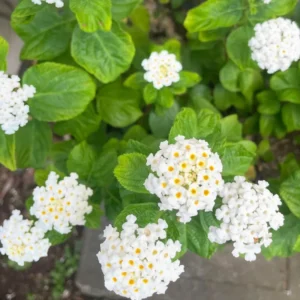 Trailing Lantana Plants - 3 Live White Flower Plants - 5-7 Inch - For Outdoor Gardening