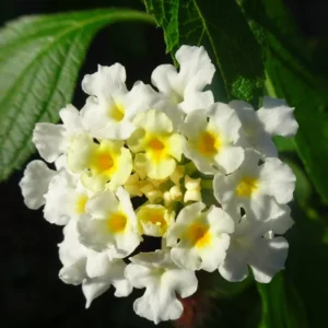 Trailing Lantana Plants - 3 Live White Flower Plants - 5-7 Inch - For Outdoor Gardening