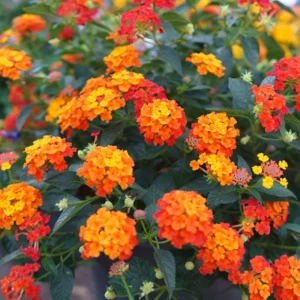 Trailing Lantana Plants Live - 3 Pack Orange Flowers - 5-7 Inch Tall for Outdoor Gardening