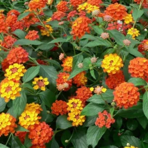 Trailing Lantana Plants Live - 3 Pack Orange Flowers - 5-7 Inch Tall for Outdoor Gardening