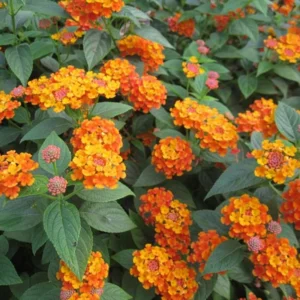 Trailing Lantana Plants Live - 3 Pack Orange Flowers - 5-7 Inch Tall for Outdoor Gardening