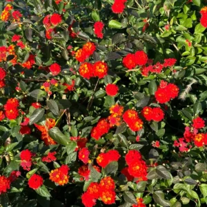 Trailing Lantana Plants Live Red - 3 Pack, Outdoor Flower Plants