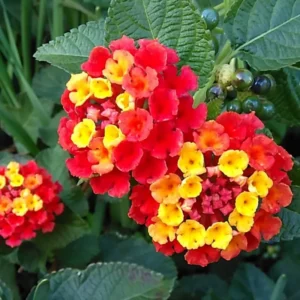 Trailing Lantana Plants Live Red - 3 Pack, Outdoor Flower Plants