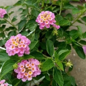 Trailing Lantana Plants Live - Rose Lantana - Outdoor Flower Gardening